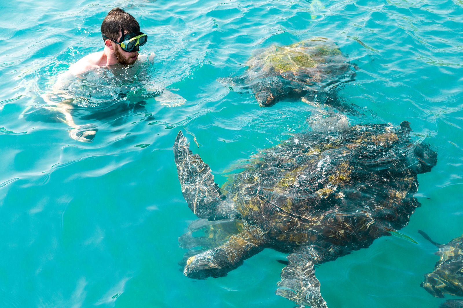 Peru-Mancora-Swim with green turtles